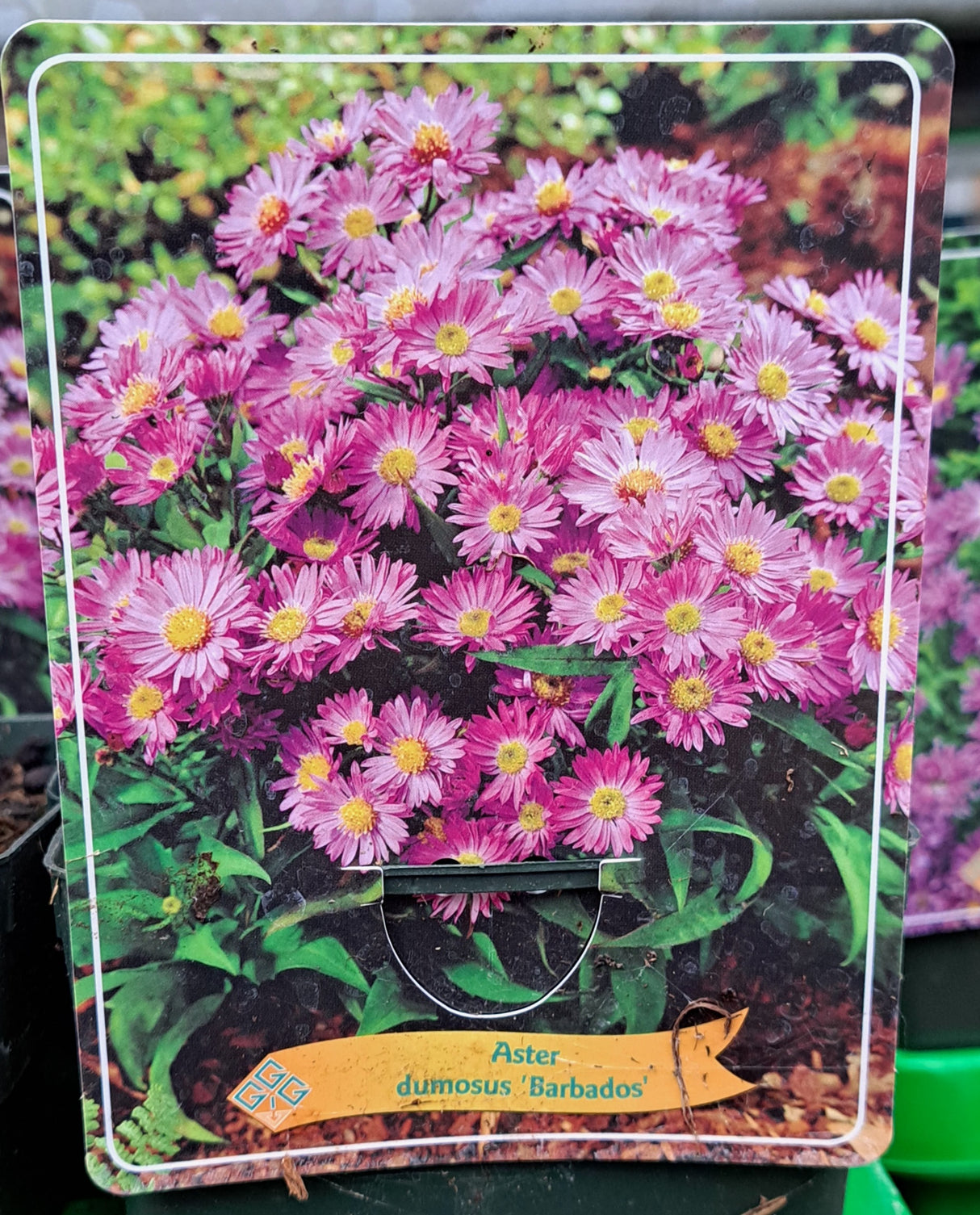 Aster dumosus AUTUMN STASTER 'Barbados' im P11-Topf - 1 Pflanze