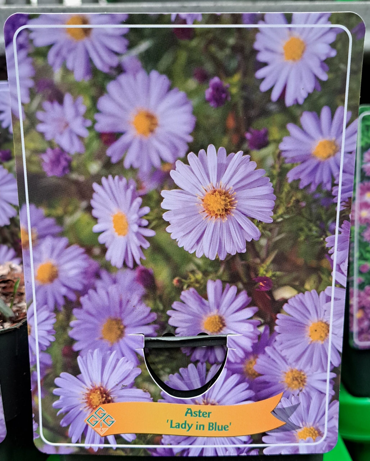 Aster dumosus HERFSTASTER 'Lady in Blue' in p11 pot - 1 plant