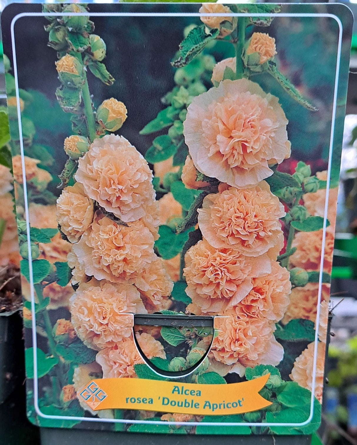 Alcea rosea HOLYHOCK 'Double Apricot' im P11-Topf - 1 Pflanze