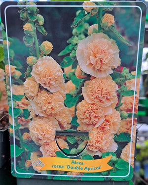 Alcea rosea STOKROOS 'Double Apricot' in p11 pot - 1 plant