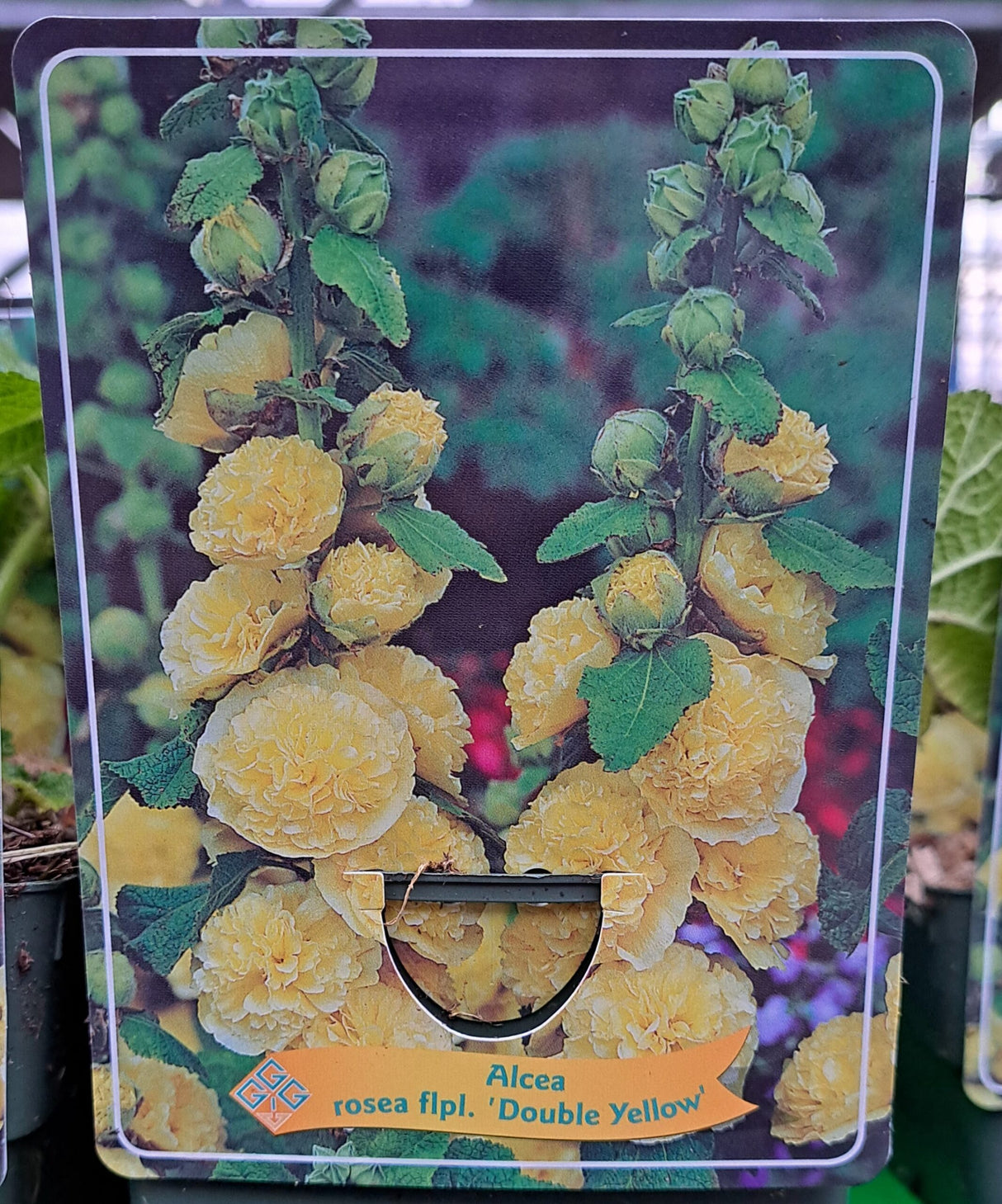 Alcea rosea STOKROOS 'Double Yellow' in p11 pot - 1 plant