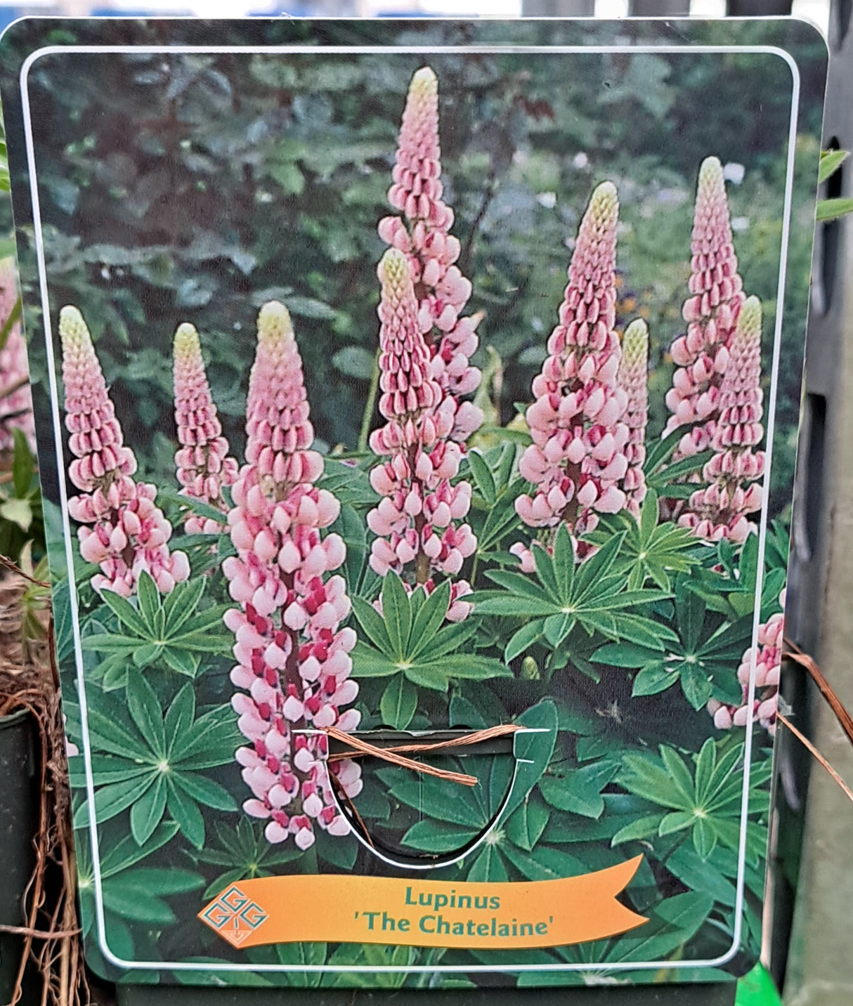 Lupines LUPINE 'The Chatelaine' in p11 pot - 1 plant