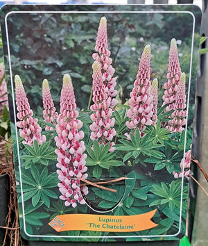 Lupinen LUPINE 'The Chatelaine' im P11-Topf - 1 Pflanze