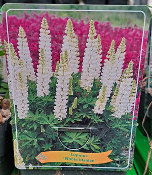 Lupins LUPIN 'Noble Maiden' en pot p11 - 1 plante