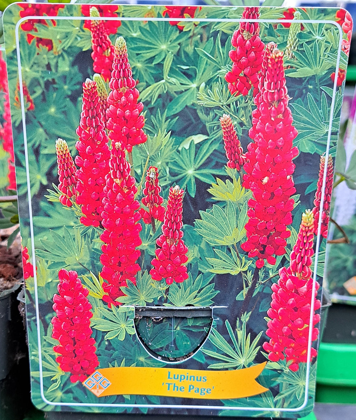 Lupins LUPIN 'Les Pages' en pot p11 - 1 plante