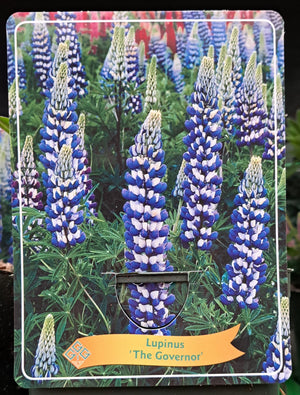 Lupins LUPIN 'The Governor' en pot p11 - 1 plante