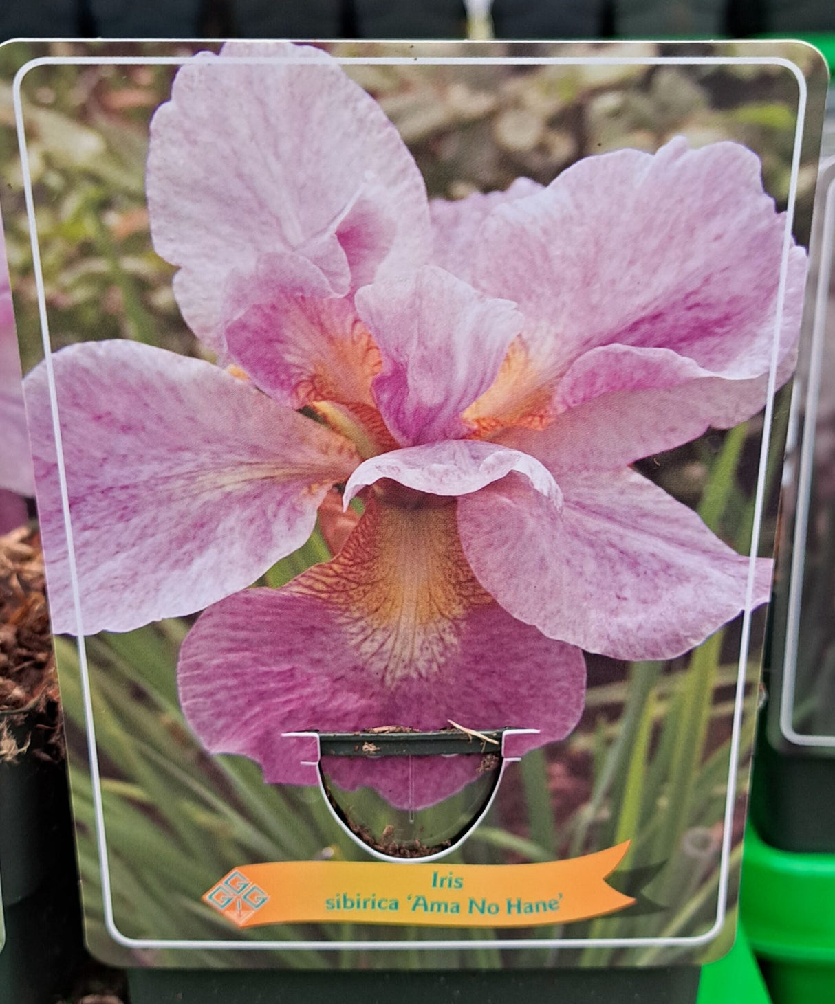 Iris sibirica IRIS 'Ama No Hane' en pot p11 - 1 plante