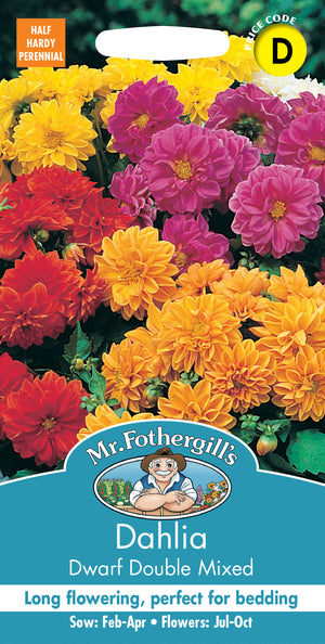 Dahlie dahlia x hortensis Dwarf Double Mixed – 50 Samen