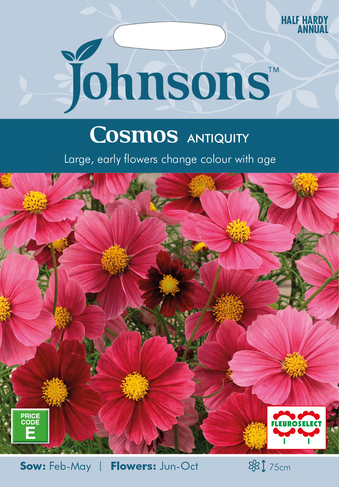 COSMOS - cosmea 'Antiquité'