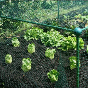 Kooi 1,25 m hoog 1,25 m breed met VLINDERNET ideaal voor hoge kolen  (Kies lengte)