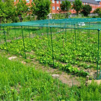 Käfig 1,25 m hoch, 1,25 m breit mit SCHMETTERLINGSNETZ, ideal für hohe Kohlen (Länge wählen)