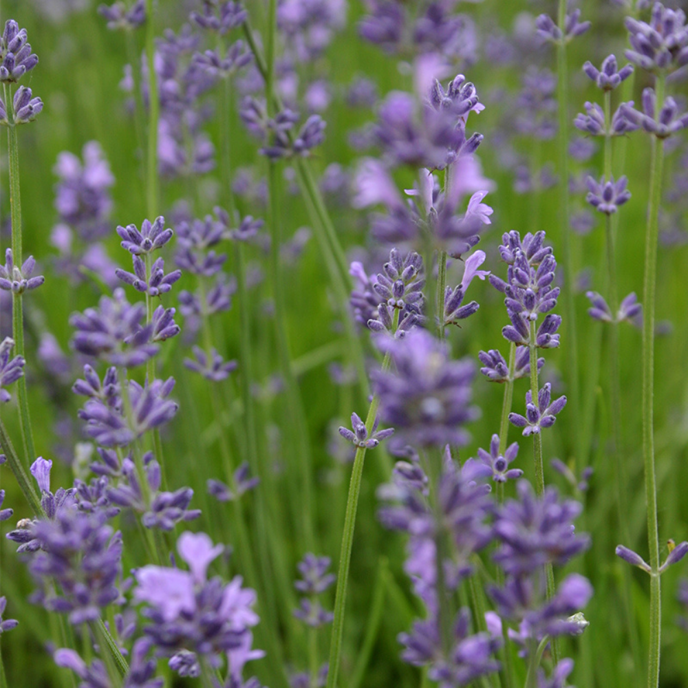 Lavendel BIO