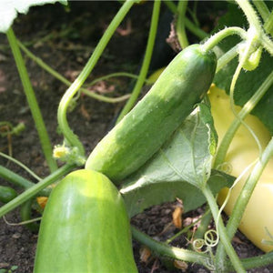 Gurke 'Long Maraîcher' Bio-Samen