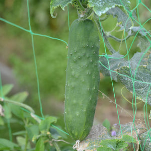 Gurke 'le Généreux' Bio-Samen