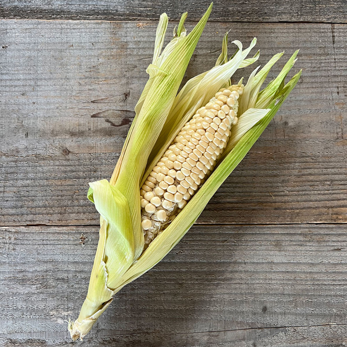 Bio-Samen von Sweet Corn Miner