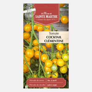 Tomate 'Cocktail Clémentine' BIO