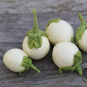 Aubergine für Topf 'BLANCHE RONDE A OEUFS' Bio-Samen