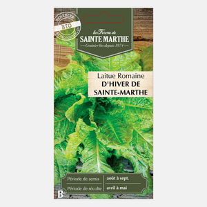 Romeinse sla 'Winter Sainte-Marthe' BIO