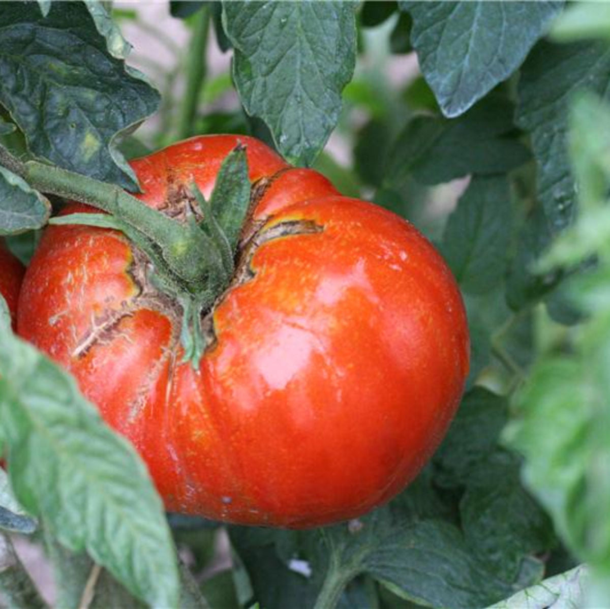 Tomatensamen Russe BIO (frühe Sorte)