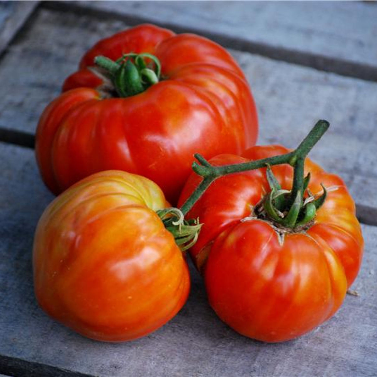 Tomatensamen Sainte Lucie BIO (frühe Sorte)