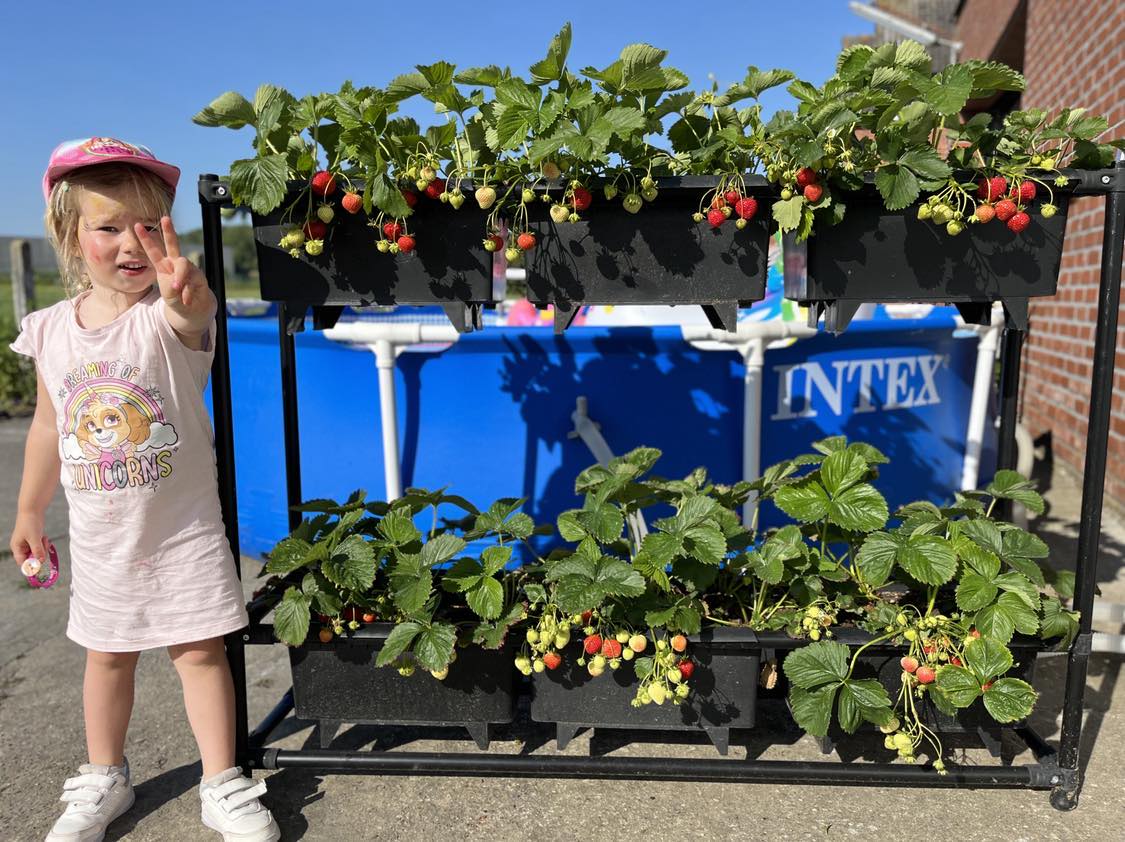 Aardbeipakket 6 bakken, rek voor bakken, planten en alle kweekbenodigheden