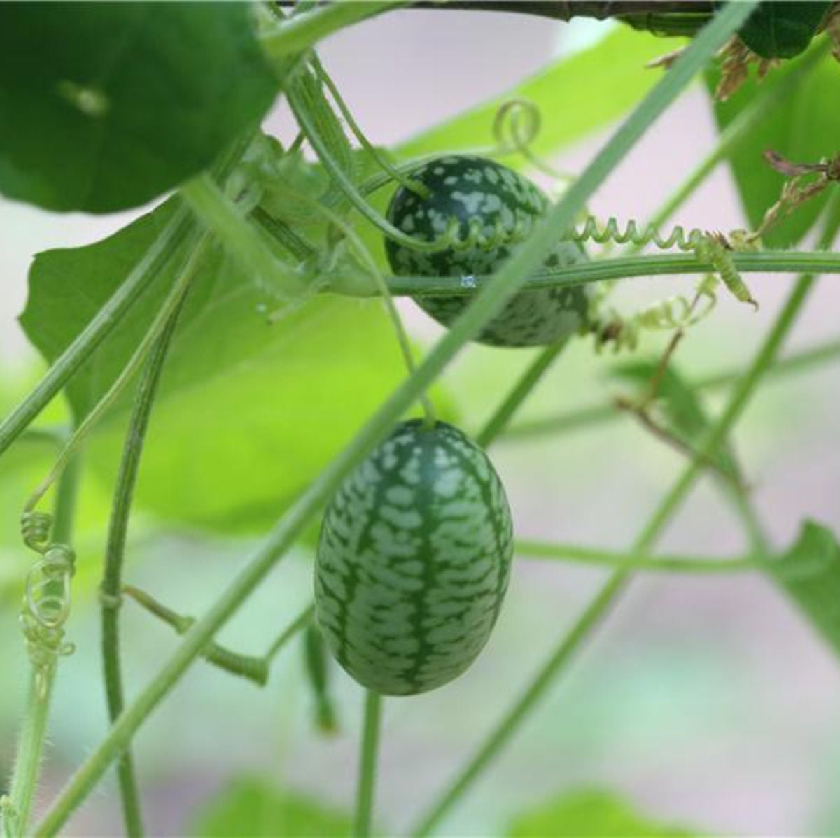 Mexikanische Gurke - Cucamelon - Mäusemelone (Melothria scabra) Bio-Samen