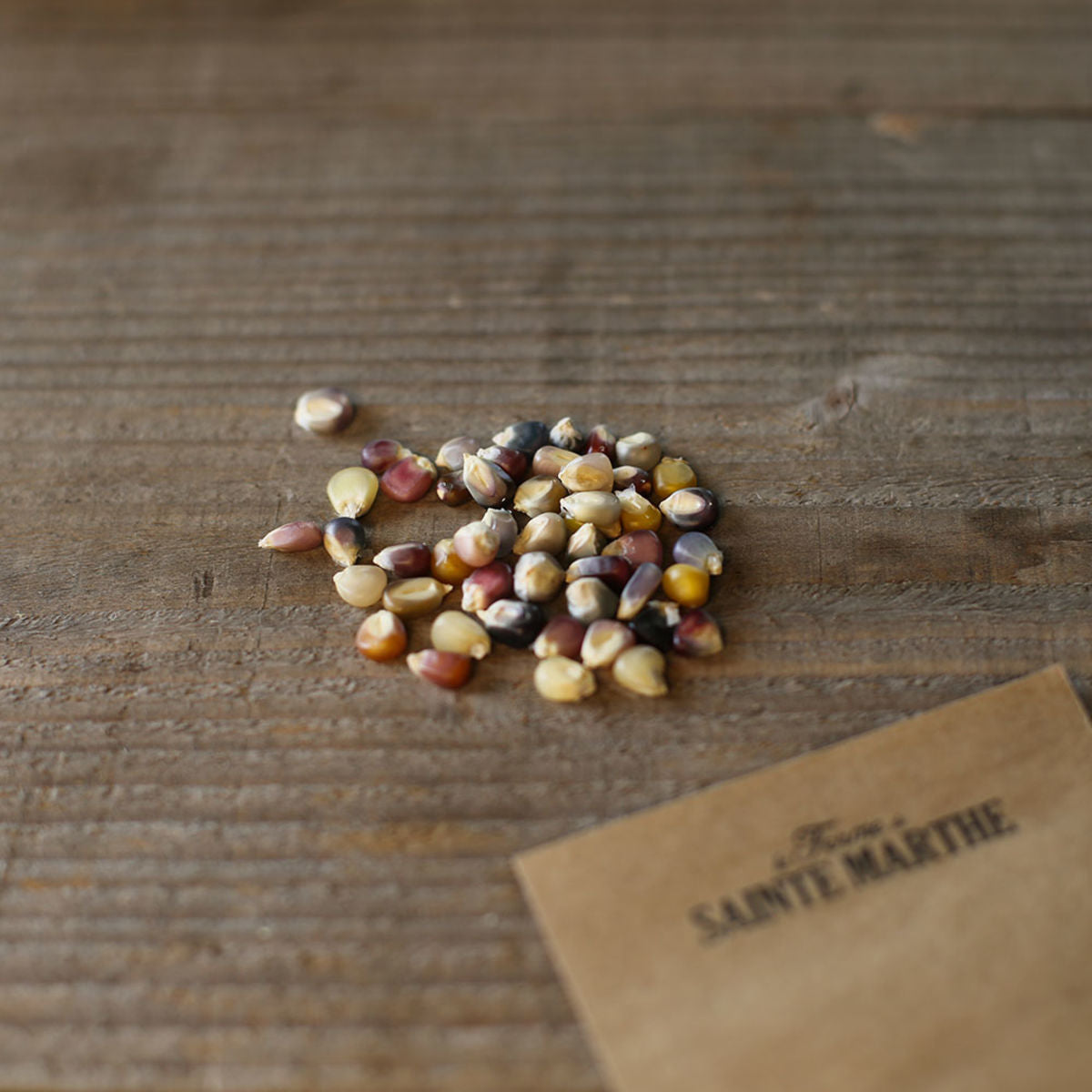 Mais-Popcorn-Glas-Gem-Bio-Samen