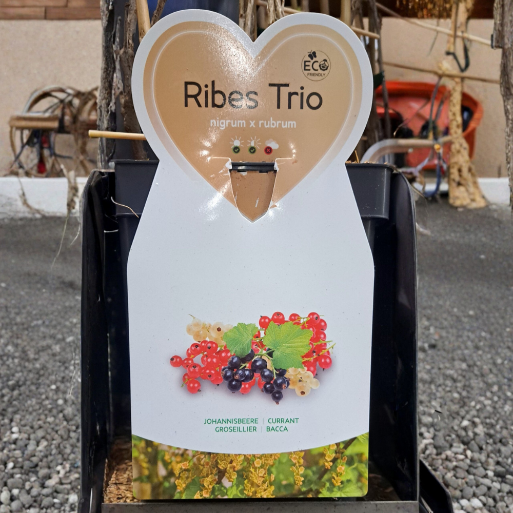 Trio kleinfruit aalbes- 3 soorten aalbessen in 1 pot