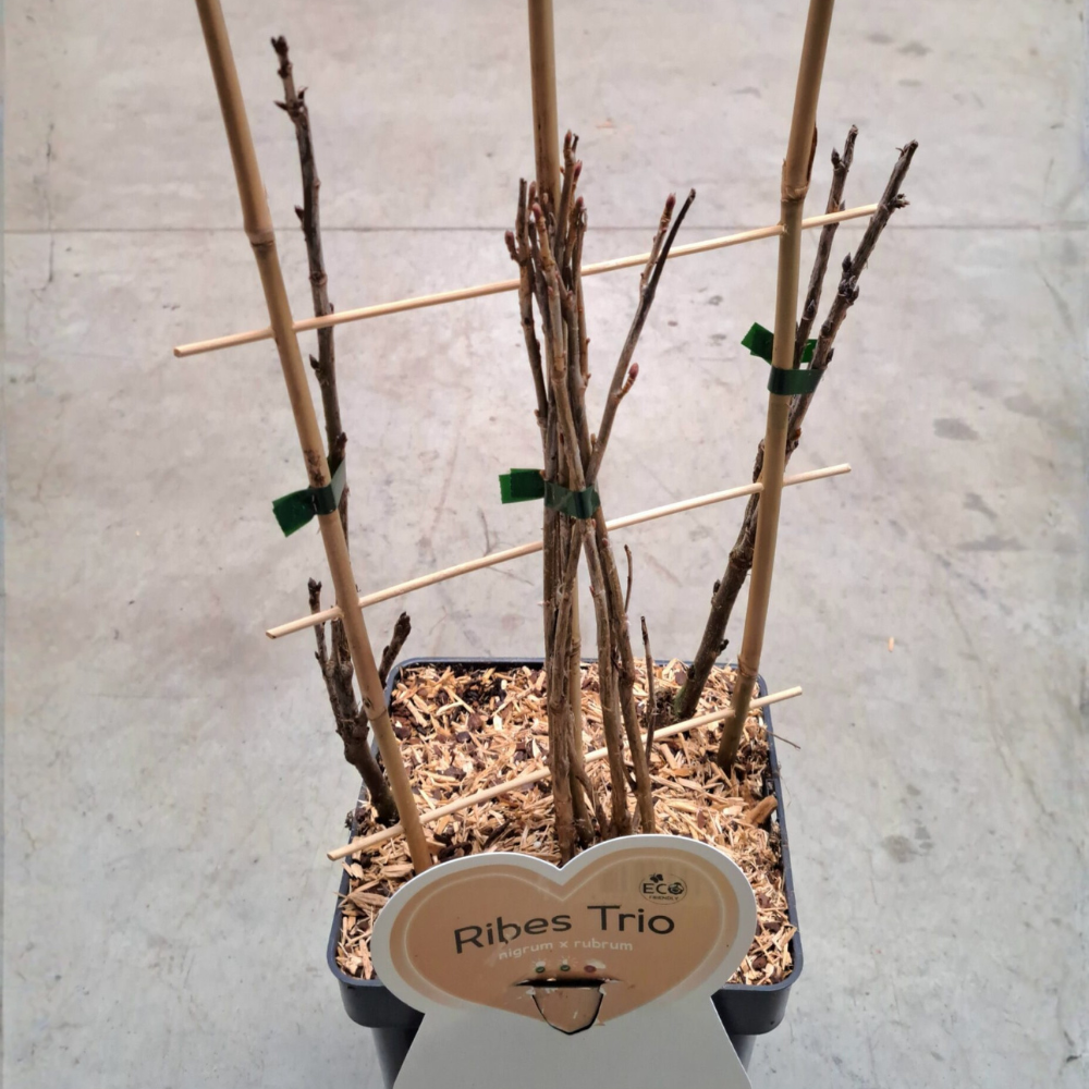 Trio kleinfruit aalbes- 3 soorten aalbessen in 1 pot