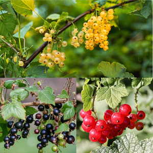 Trio kleinfruit aalbes- 3 soorten aalbessen in 1 pot