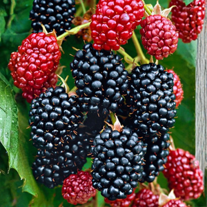 Trio kleinfruit bramen - 3 soorten bramenstruiken in 1 pot