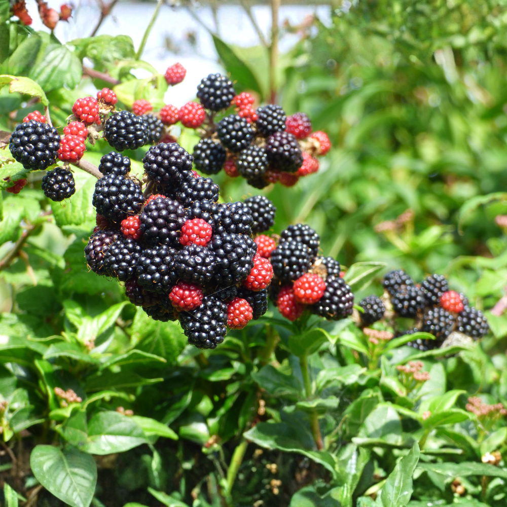 Trio de mûres à fruits rouges - 3 types de mûriers dans 1 pot