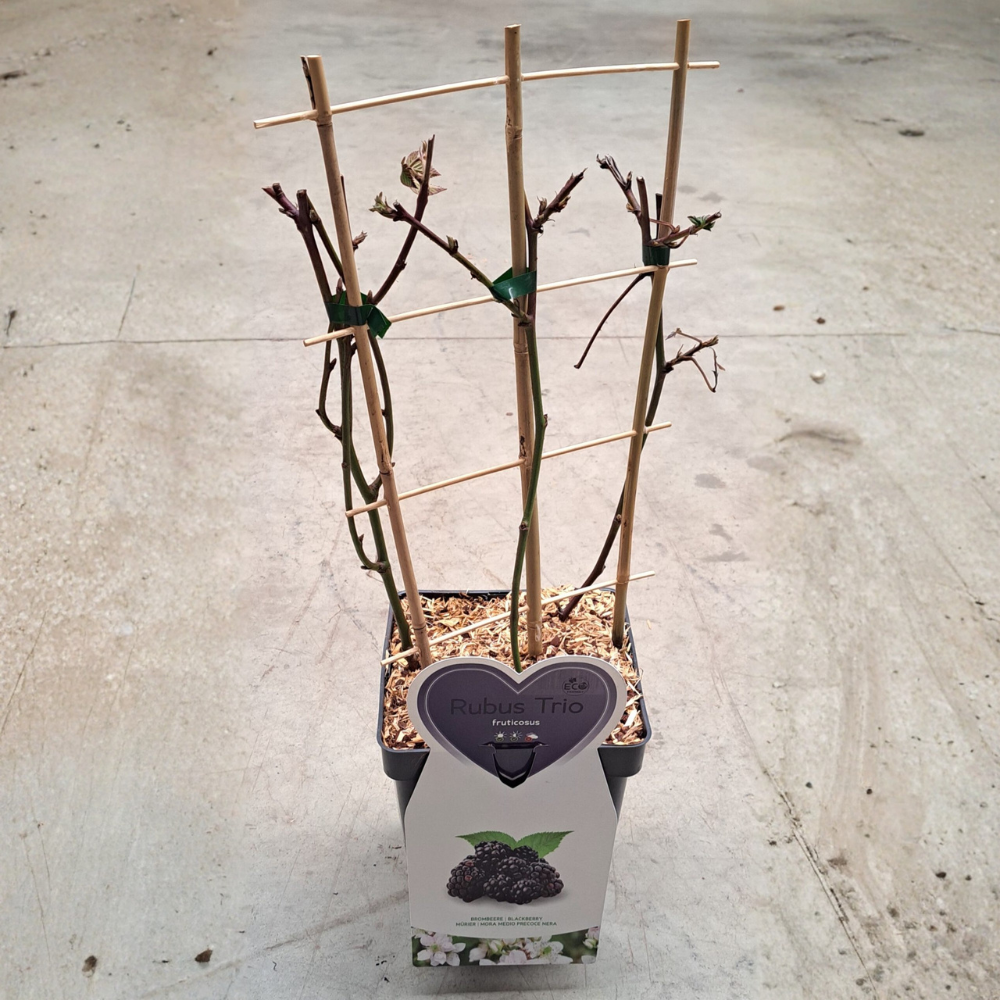 Trio kleinfruit bramen - 3 soorten bramenstruiken in 1 pot