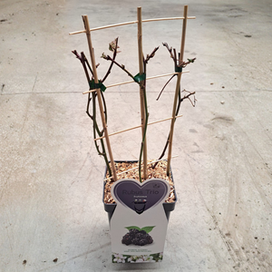 Trio kleinfruit bramen - 3 soorten bramenstruiken in 1 pot