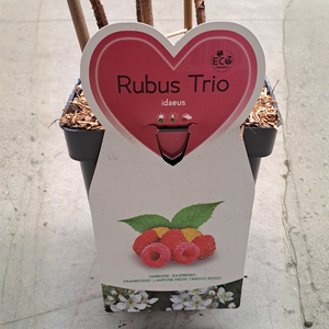 Trio de framboises petits fruits - 3 types de framboises dans 1 pot