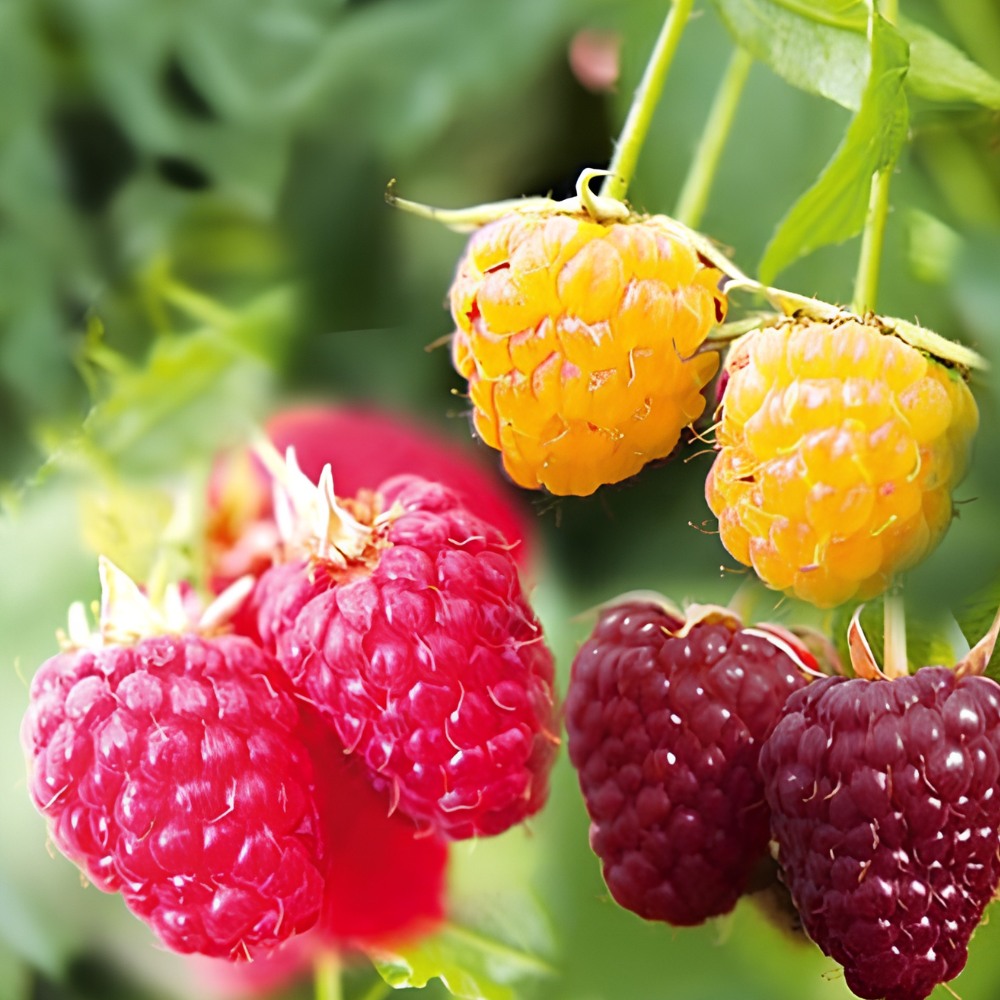 Trio kleinfruit frambozen - 3 soorten frambozen in 1 pot