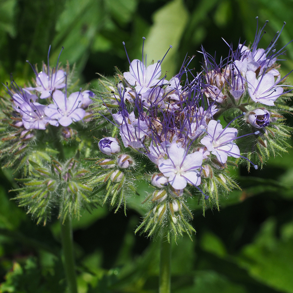 Phacelia - Groenbemester BIO