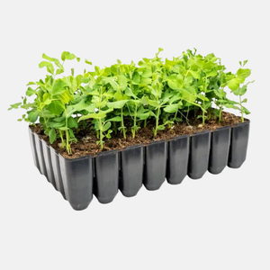 Bac à semis plastique dur 31x53x8,5 cm - 28 trous