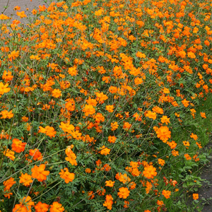 Cosmea, oranje BIO