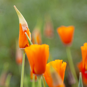 Slaapmutsje, oranje BIO