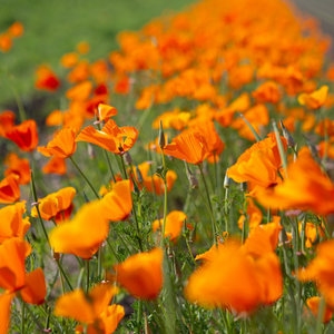 Slaapmutsje, oranje BIO