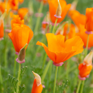 Slaapmutsje, oranje BIO