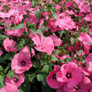 Lavatera, grootbloemig BIO