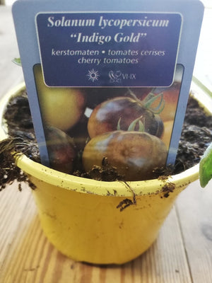 Kerstomaat ''Indigo Gold'' (zwart-geel) in pot 1 plant