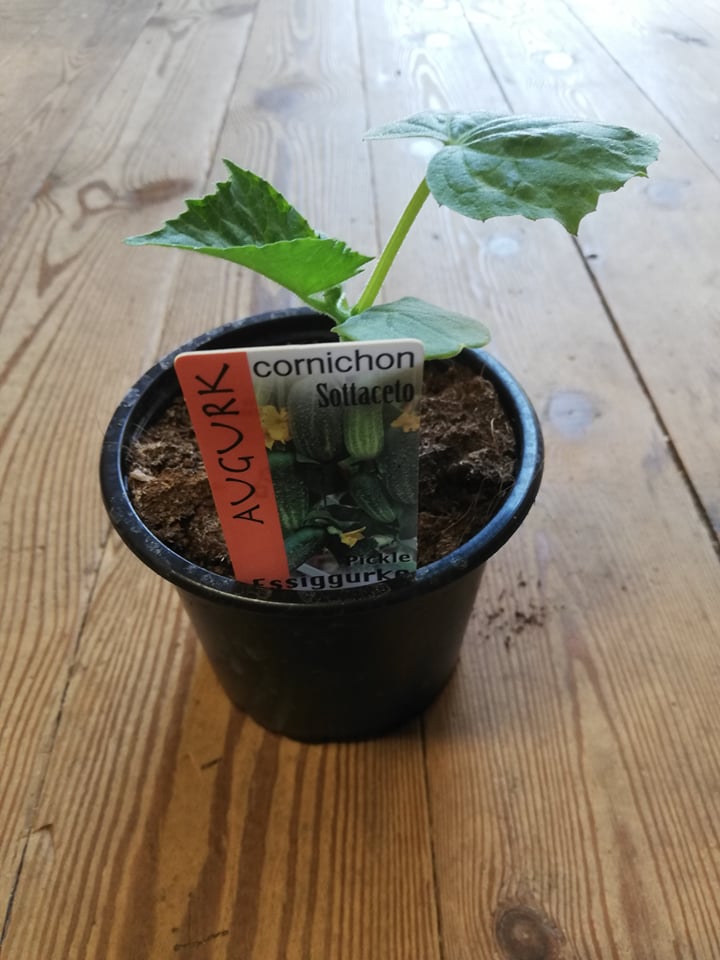 Cornichon type Hokus en pot 1 plante