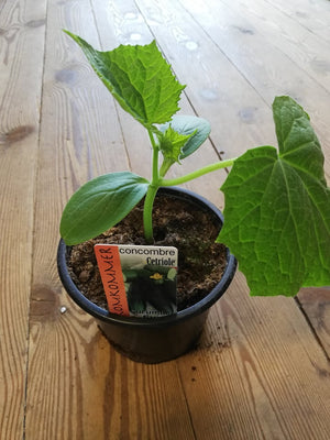 Komkommer Snack type Iznik in pot 1 plant