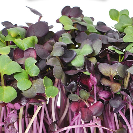 HARRY HERBS - Microgreens navulset incl. hydroponische kweekmat