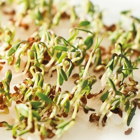 HARRY HERBS - Microgreens Nachfüllset inkl. Hydrokultur-Anzuchtmatte