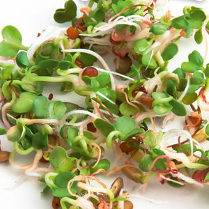 HARRY HERBS - Microgreens navulset incl. hydroponische kweekmat