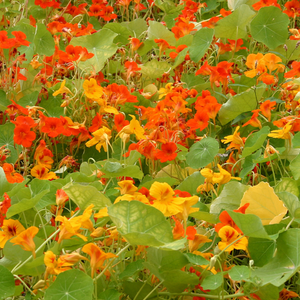 Oost-Indische kers, rankend BIO